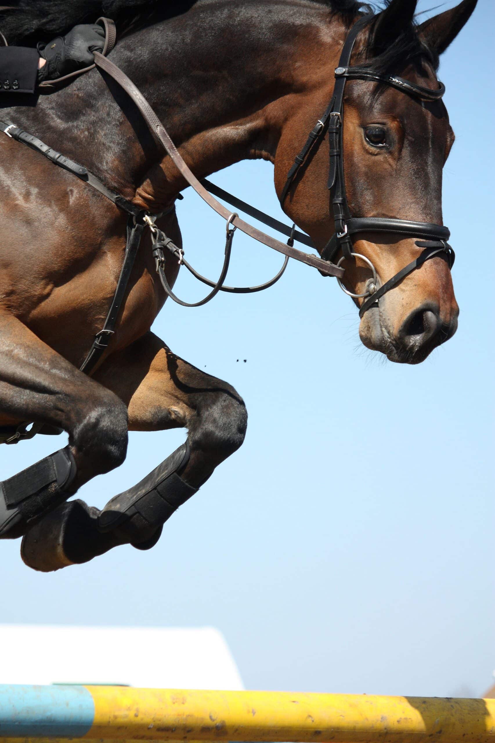 Close-up of a brown hunter jumper horse