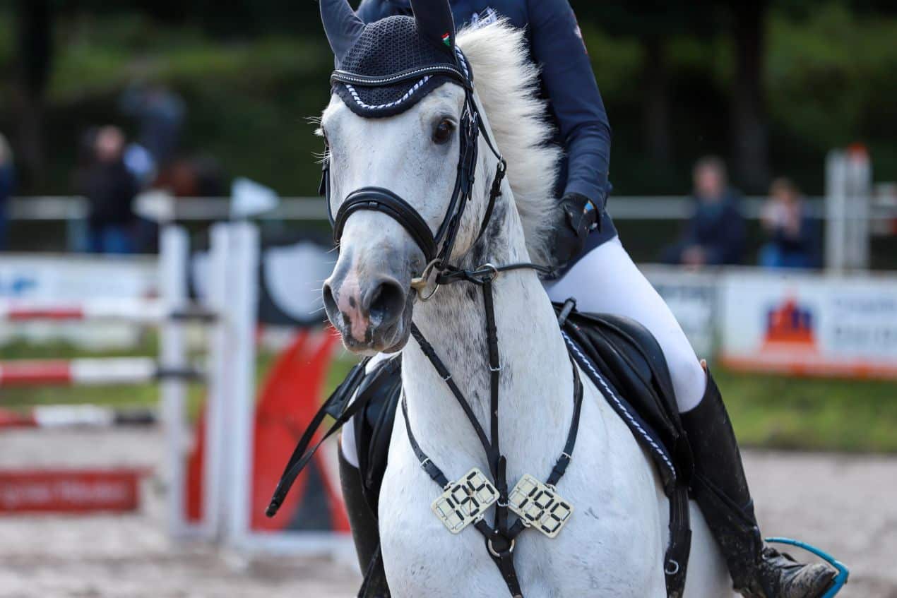 Close-up of white horse in full show tack during event – represents high-level show jumping horses for sale