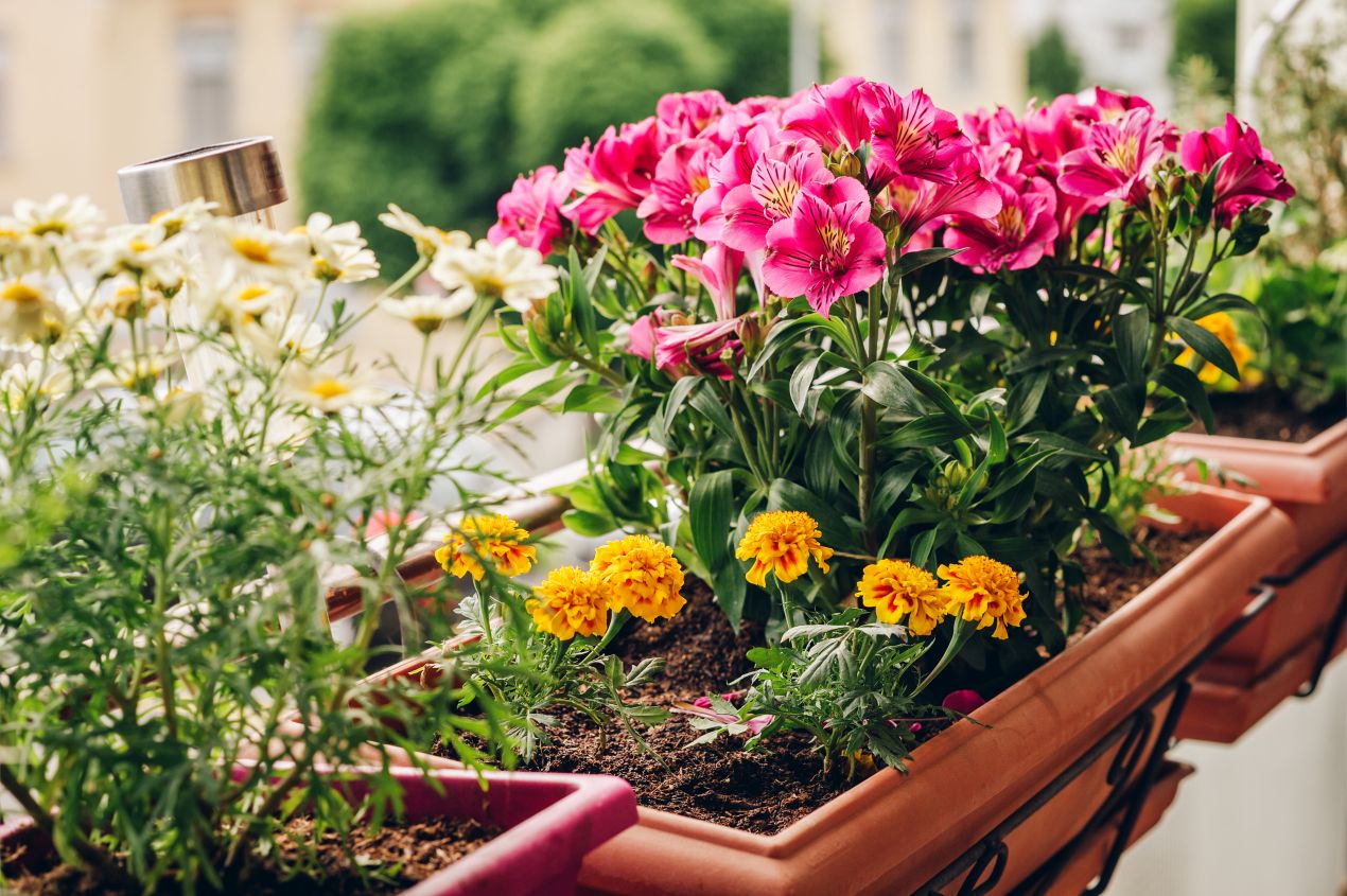 Lebendige blumenkästen mit pinken, gelben und weissen Sommerblumen auf einem gepflegten Balkon in der Stadt