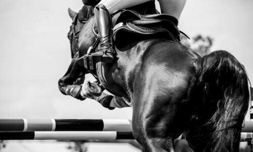 Horses with Potential: These Traits Are Worth Gold