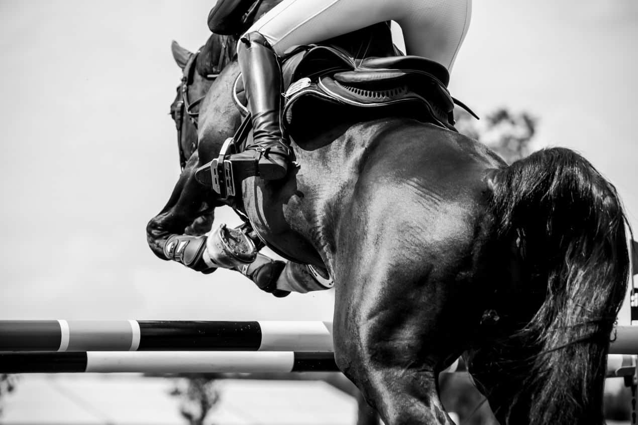 Powerful black horse with rider mid-air over a jump – ideal showcase for show jumping horses for sale
