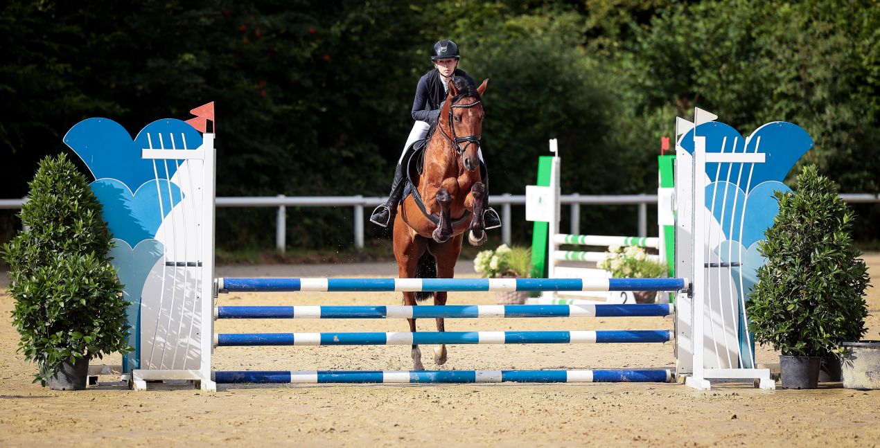 Front view of chestnut horse and rider in full jump at arena – top example for show jumping horses for sale listings