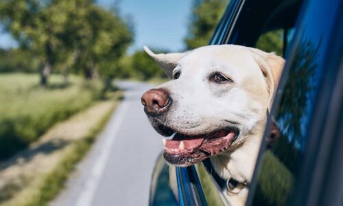 Autoreisen stressfrei gestalten: Tipps für Hundebesitzer