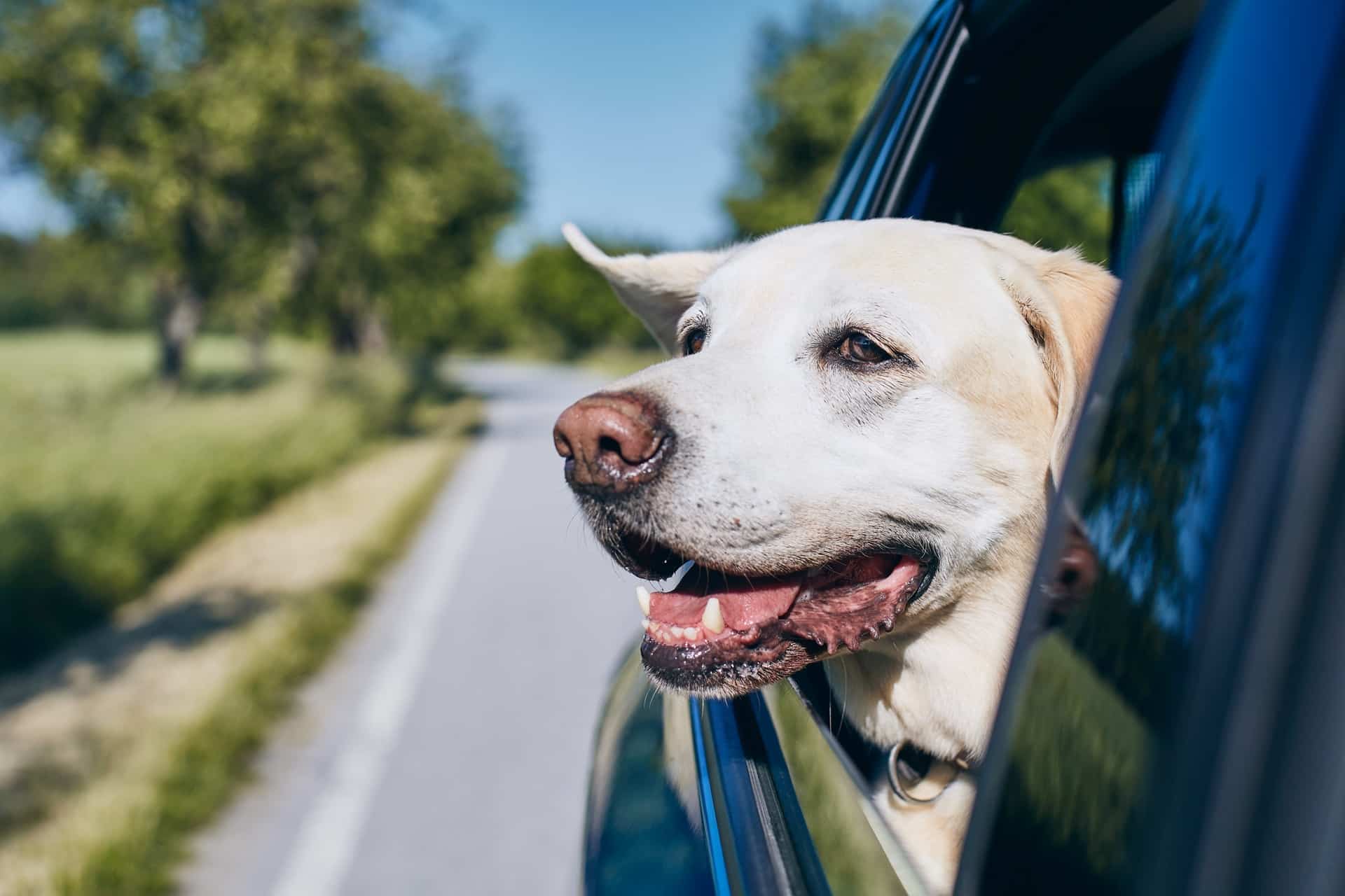 Fahrtwind beim Autofahren | Hundefutter für Allergiker