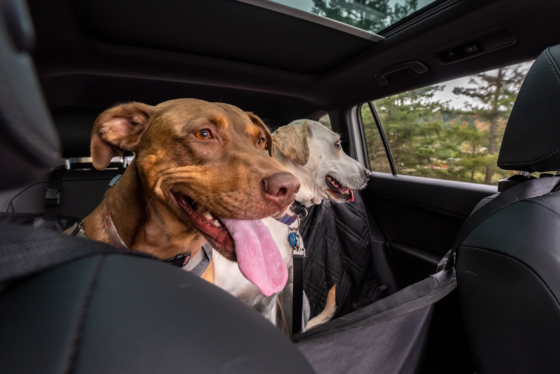 Rücksitzfahrt mit zwei Hunden | Hundefutter für Allergiker

